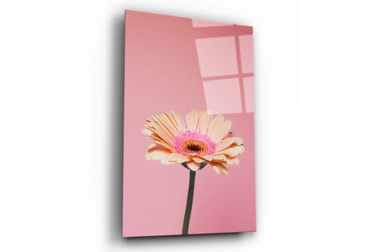 Pink Daisy Flower