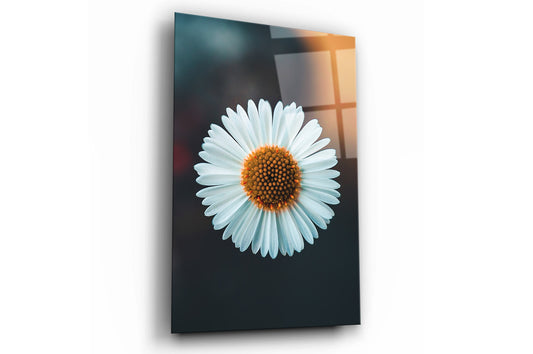 Daisy Flower