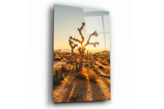 Joshua Tree Desert