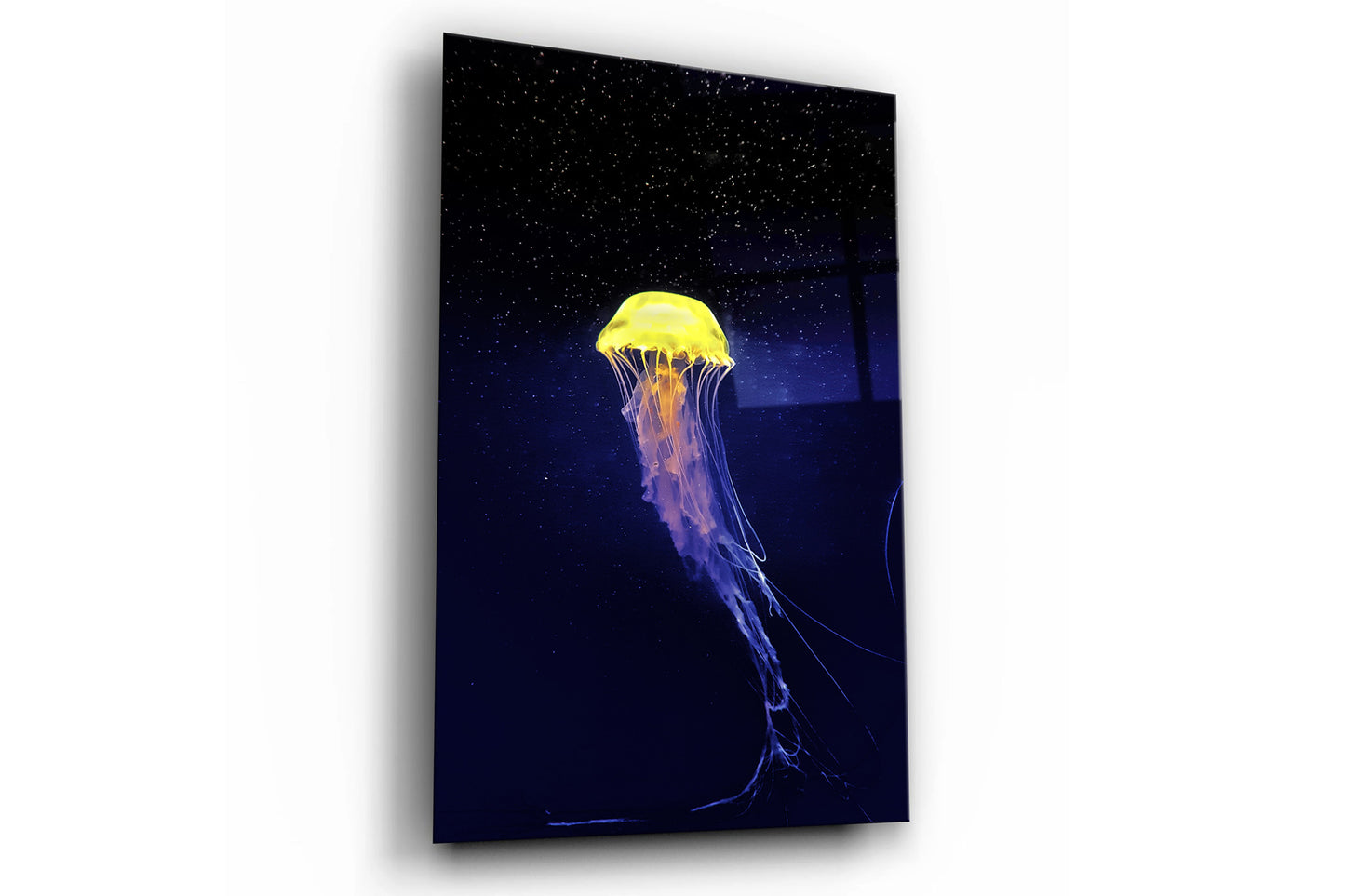 Jellyfish