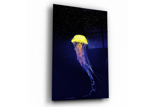 Jellyfish