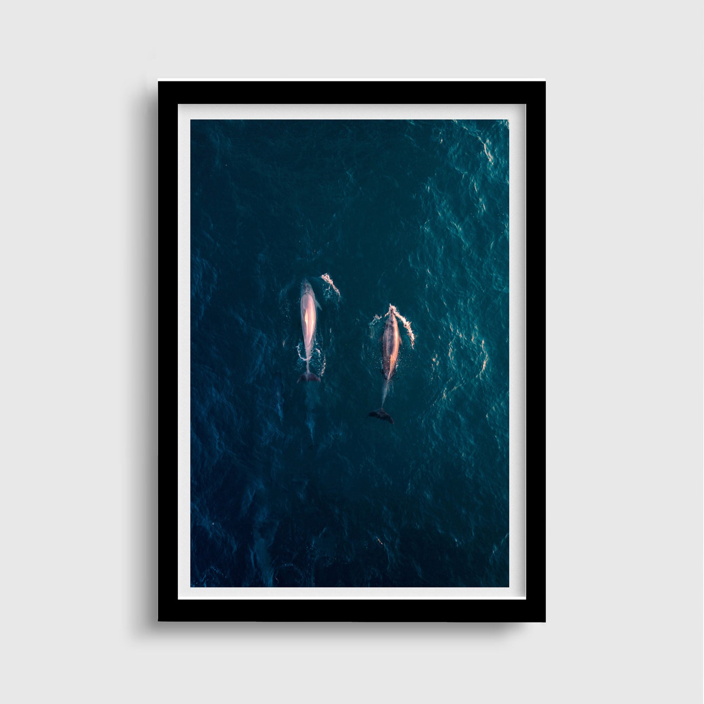 Dolphin Ariel