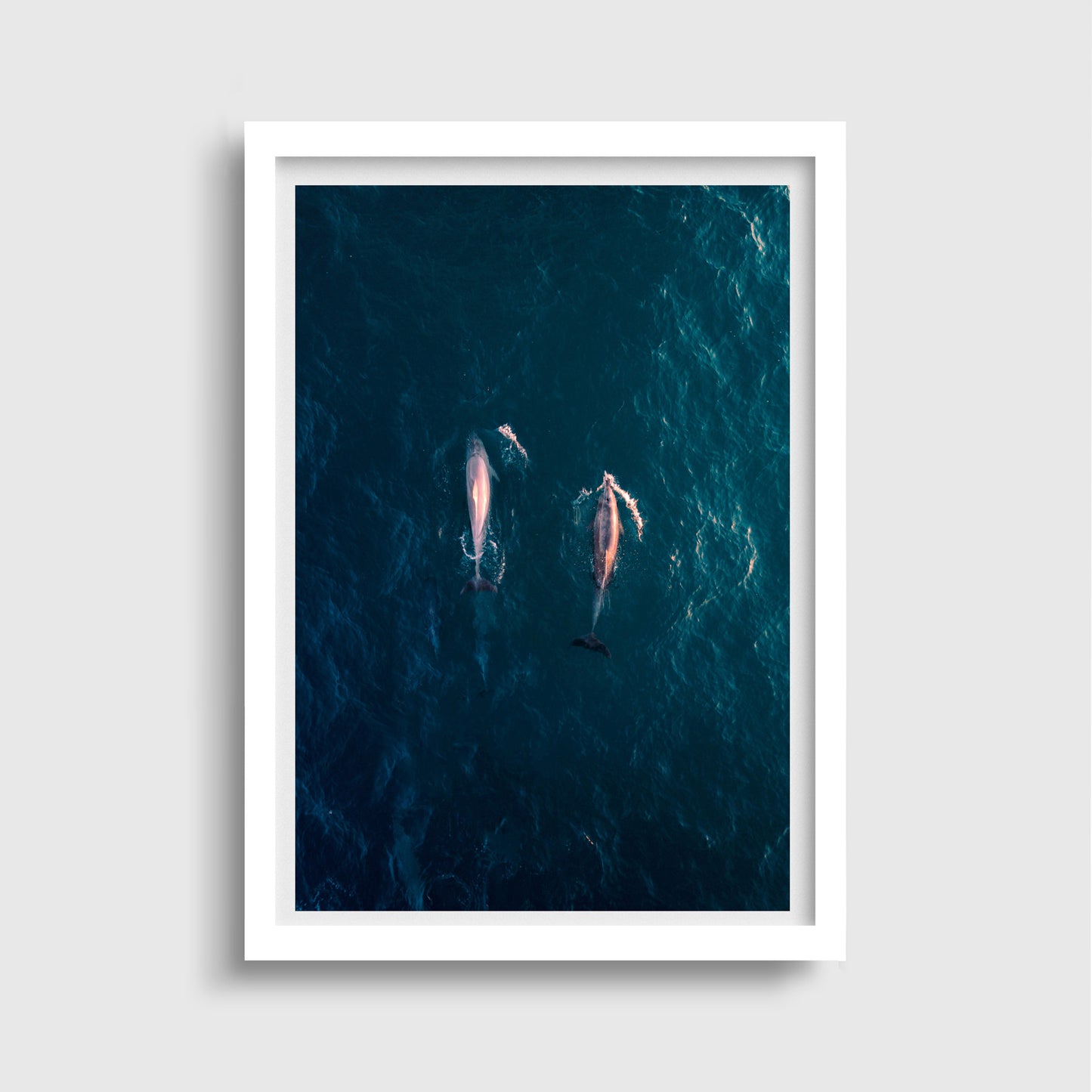 Dolphin Ariel