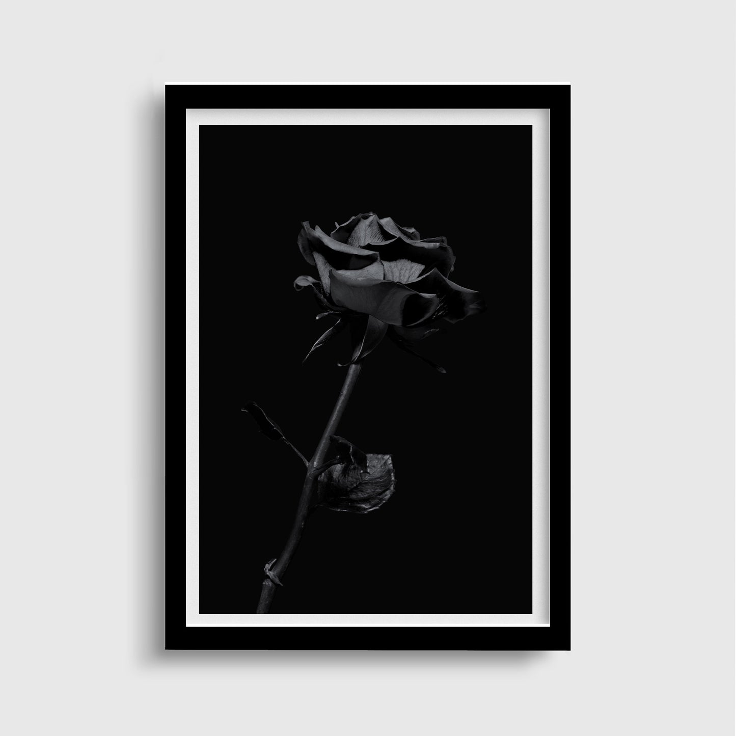 Black Rose