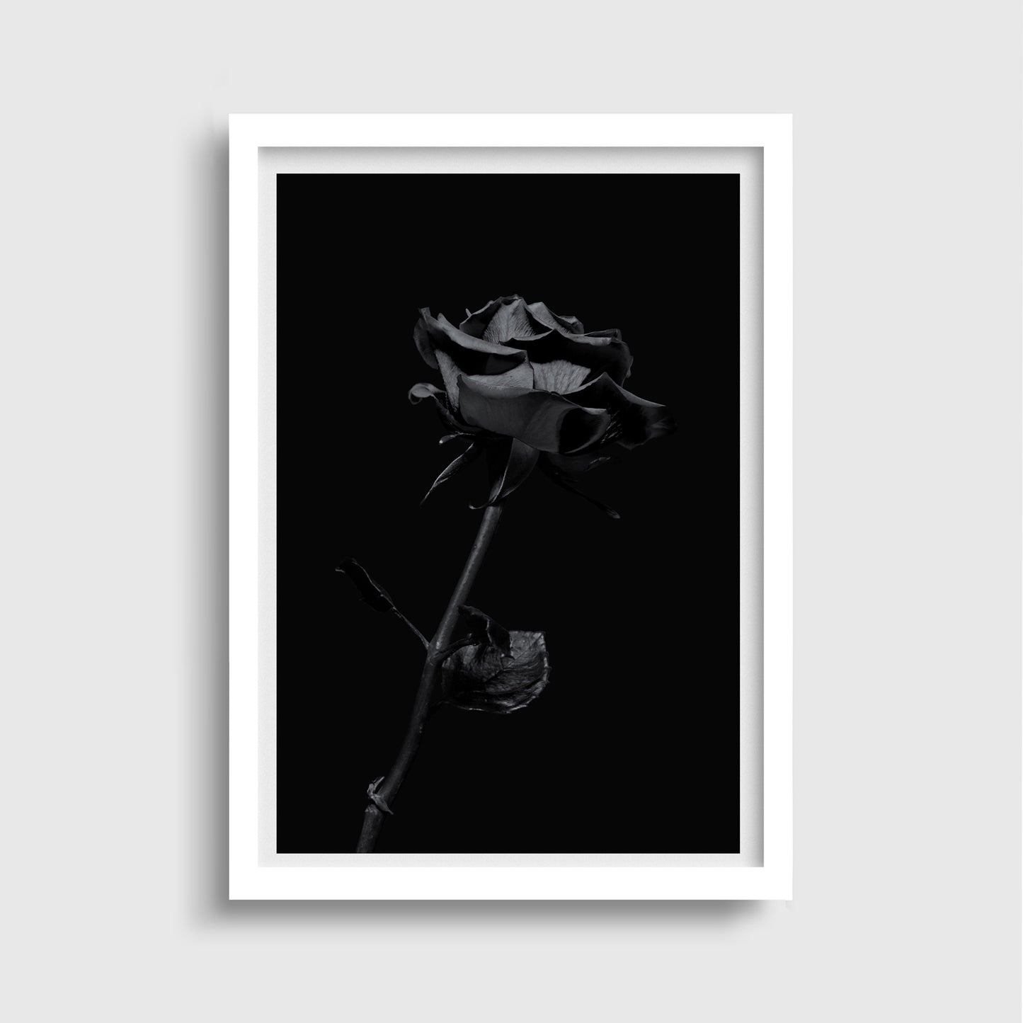 Black Rose