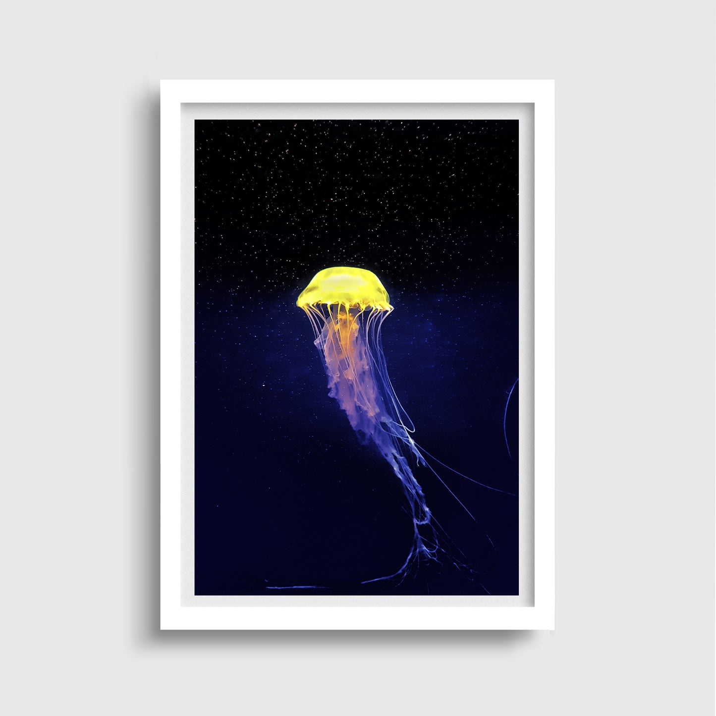 Jellyfish